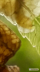 Phytoliriomyza tearohensis