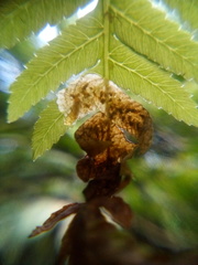 Phytoliriomyza tearohensis