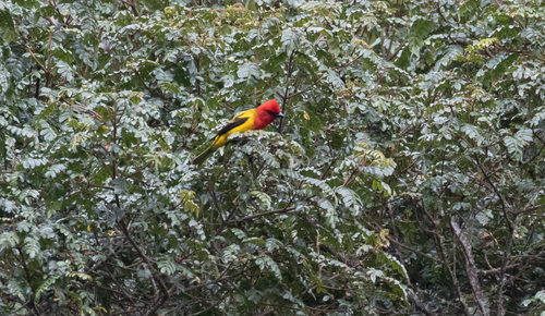 Red-hooded Tanager (Piranga rubriceps), photo 2