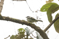 Mecocerculus stictopterus