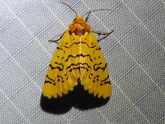 Chrysoecia atrolinea