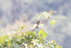 Myiotheretes fumigatus