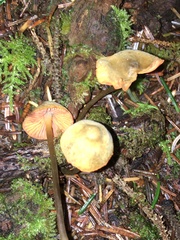 Mycena aurantiomarginata