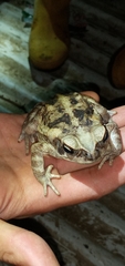 Rhinella horribilis