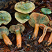Lactarius aurantiosordidus - Photo (c) Christian Schwarz, some rights reserved (CC BY-NC), uploaded by Christian Schwarz