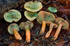 Lactarius - Photo (c) Christian Schwarz, some rights reserved (CC BY-NC), uploaded by Christian Schwarz