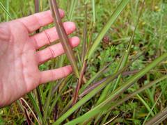 Miscanthus nepalensis