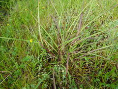 Miscanthus nepalensis