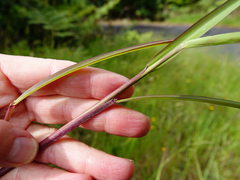 Miscanthus nepalensis