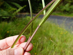 Miscanthus nepalensis