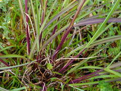 Miscanthus nepalensis