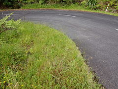 Miscanthus nepalensis