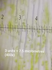 Plagiothecium laetum