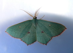 Traminda ocellata