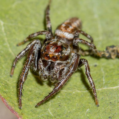 Opisthoncus parcedentatus