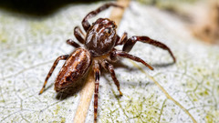 Opisthoncus parcedentatus