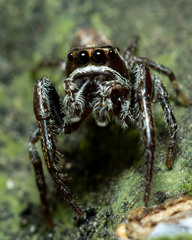 Opisthoncus parcedentatus