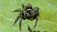 Opisthoncus parcedentatus