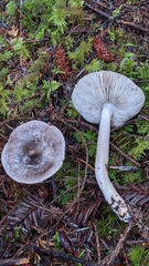 Tricholoma subacutum