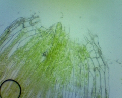 Plagiothecium laetum