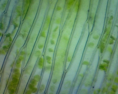 Plagiothecium laetum