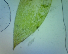 Plagiothecium laetum