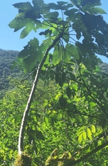 Vasconcellea glandulosa