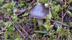 Tricholoma subacutum