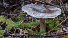 Tricholoma subacutum