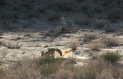 Vulpes chama