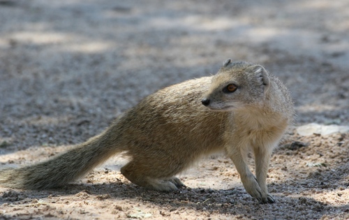 Yellow Mongoose (Cynictis penicillata)