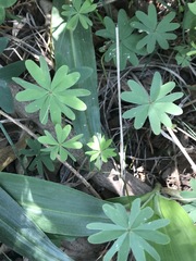 Oxalis decaphylla