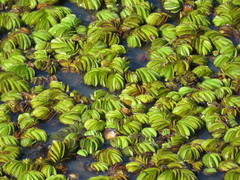 Salvinia auriculata