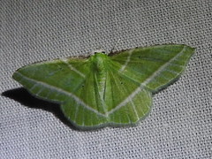 Dichorda consequaria