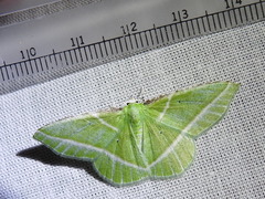 Dichorda consequaria