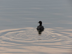 Fulica americana