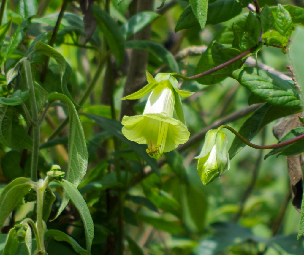 Cobaea campanulata