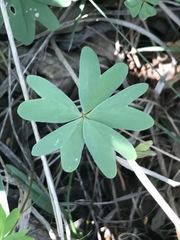 Oxalis decaphylla