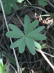Oxalis decaphylla