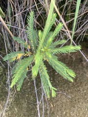 Phyllanthus saffordii