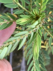 Phyllanthus saffordii