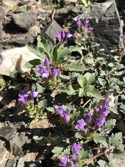 Scutellaria grandiflora