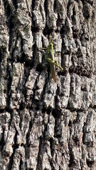 Schistocerca obscura