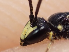 Hylaeus pectoralis