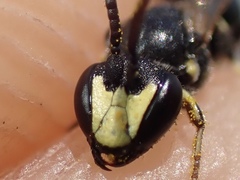 Hylaeus pectoralis
