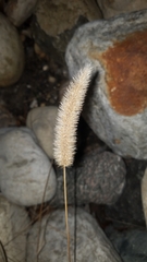 Setaria viridis major