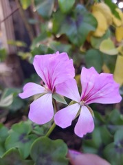 Ciconium
