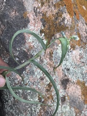 Commelina dianthifolia