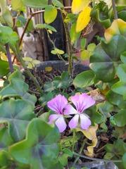 Ciconium