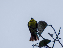 Myiozetetes cayanensis